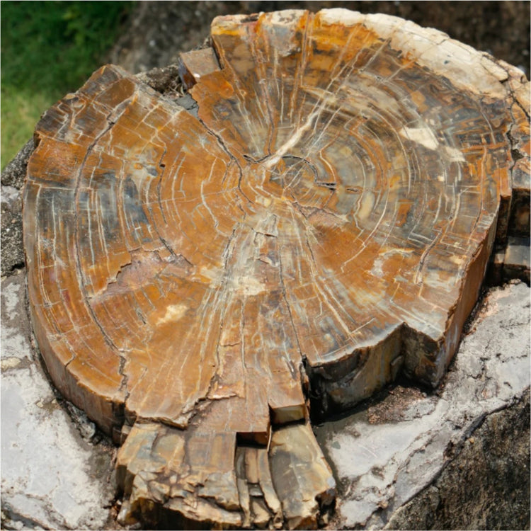 Petrified Wood